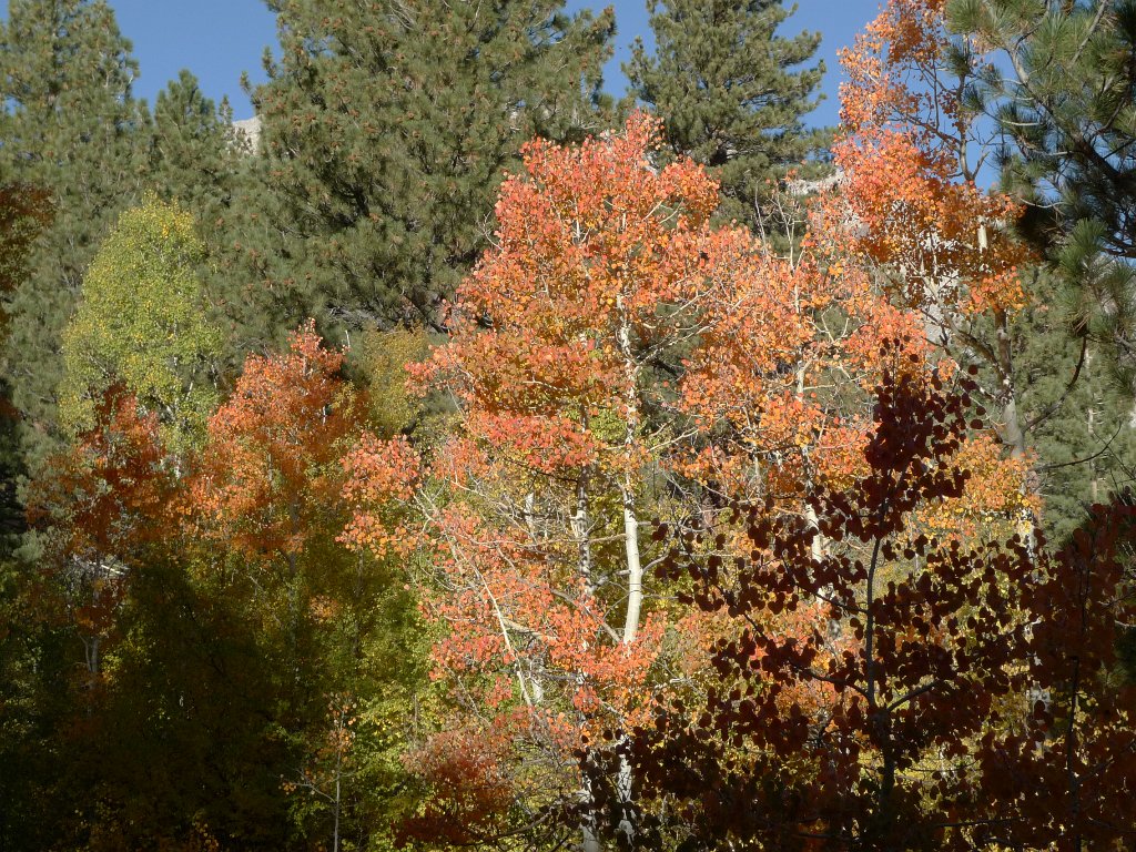 California-Fall2010 658.JPG